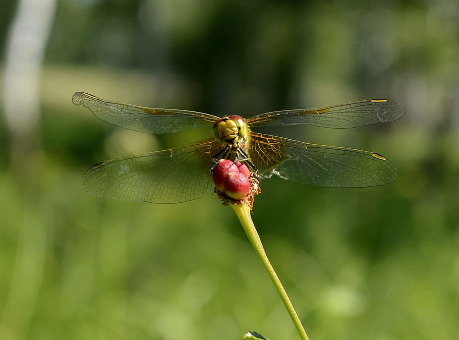 Smile, Dragonfly, Insect, Closeup, summer, nature, hymenoptera HD wallpaper