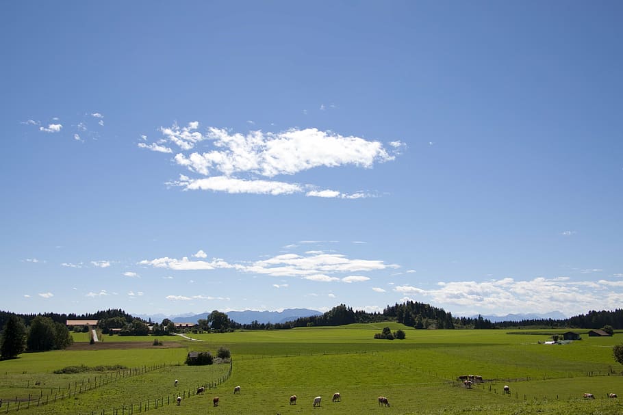 photo of animals on farm, landscape, mountains, upper bavaria HD wallpaper