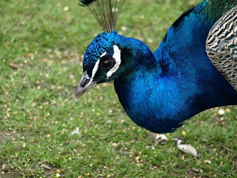 Peacock, Head, Nature, peacock head, blue, pavo cristatus, one animal, HD wallpaper