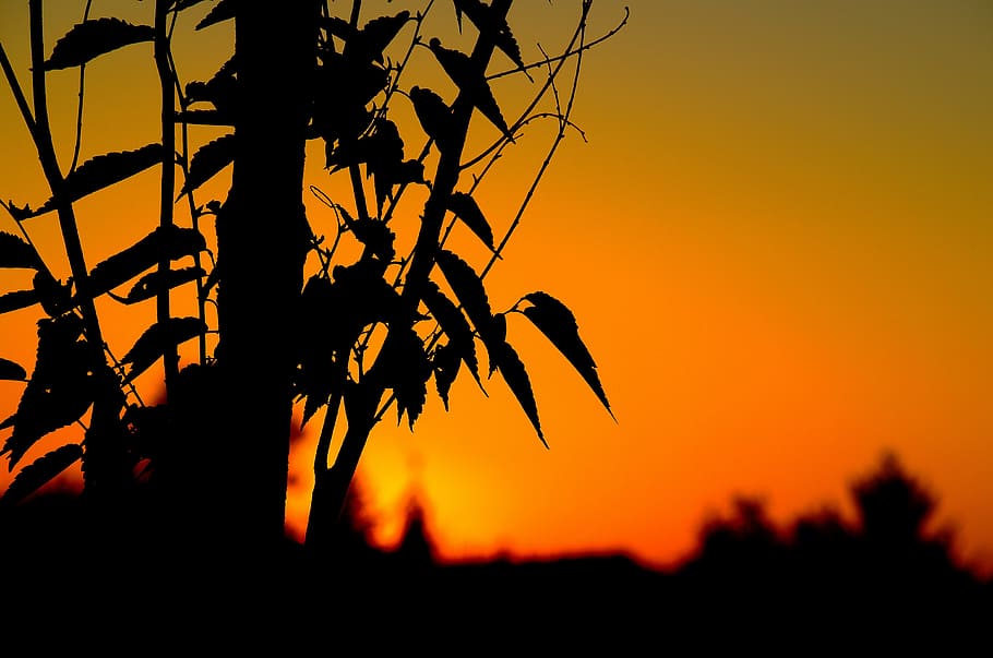 sunset, landscape, summer, leaves, harmony, nature, peaceful HD wallpaper