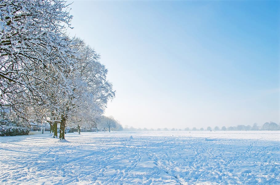 snow covered bare tree under white clouds and blue sky, nice HD wallpaper