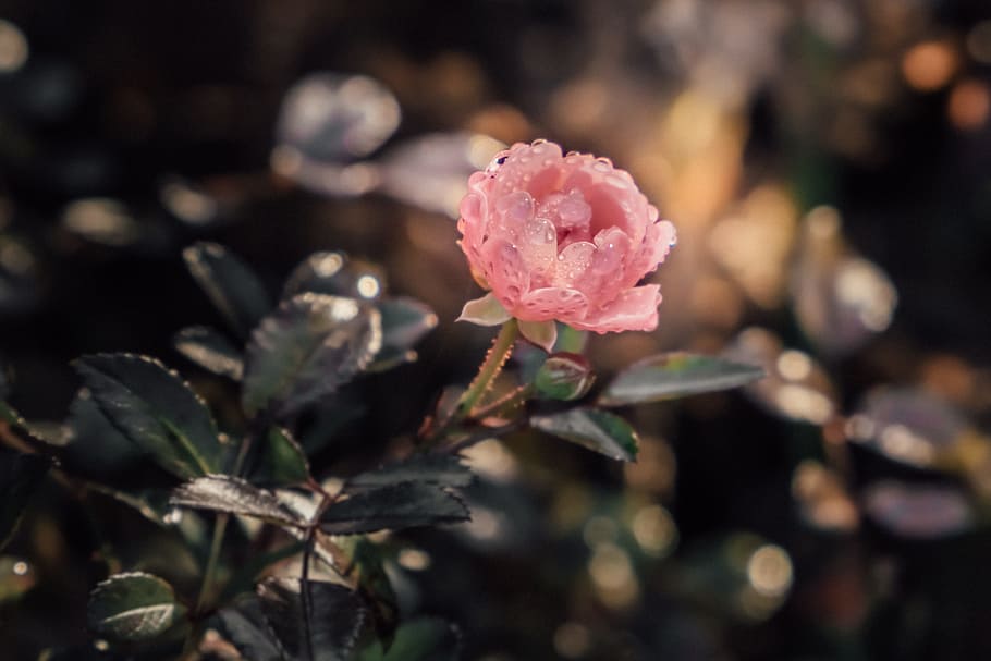 Macro, Public Record, Flower, rose, blossom, bloom, close, nature HD wallpaper