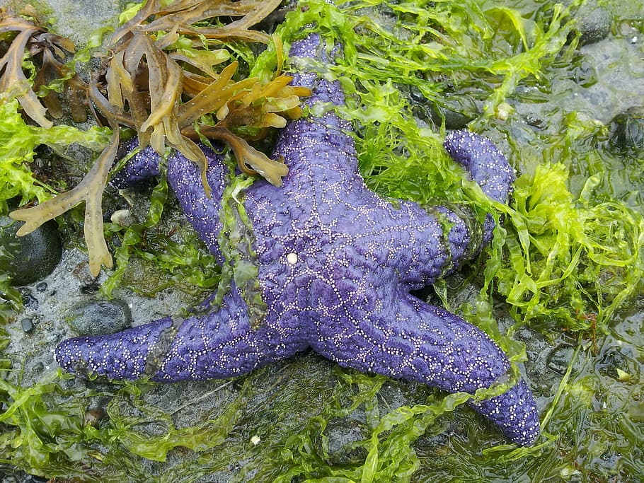 beach, low tide, starfish on beach, high angle view, green color HD wallpaper