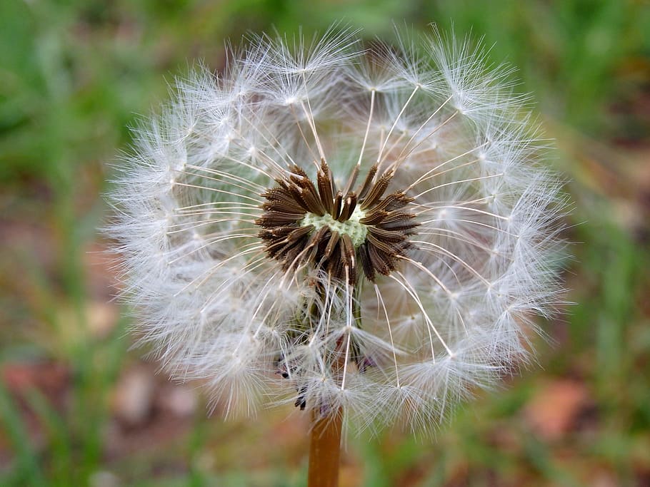 Dandelion, Flower, Spring, Nature, Bloom, fragility, focus on foreground HD wallpaper