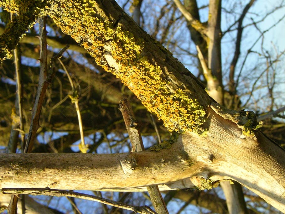 tree, branch, weave, autumn, nature, outdoors, yellow, plant HD wallpaper