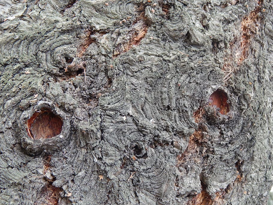bark, holes, tree, spring, full frame, textured, backgrounds HD wallpaper
