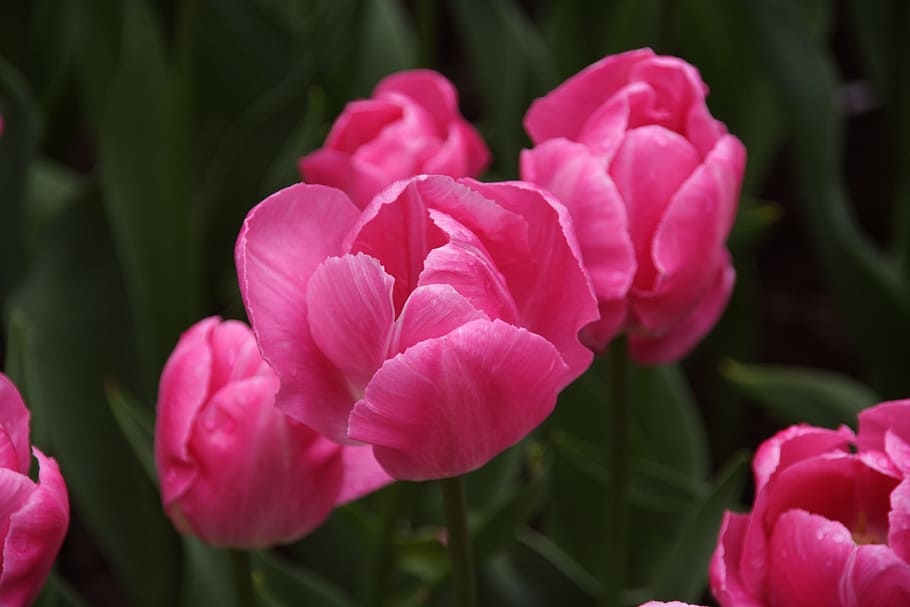 Tulip, Spring, Flower, tulip spring, pink color, petal, peony HD wallpaper