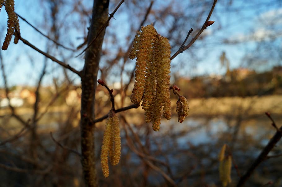 catkin, spring, hazel, catkins, signs of spring, plant, tree HD wallpaper