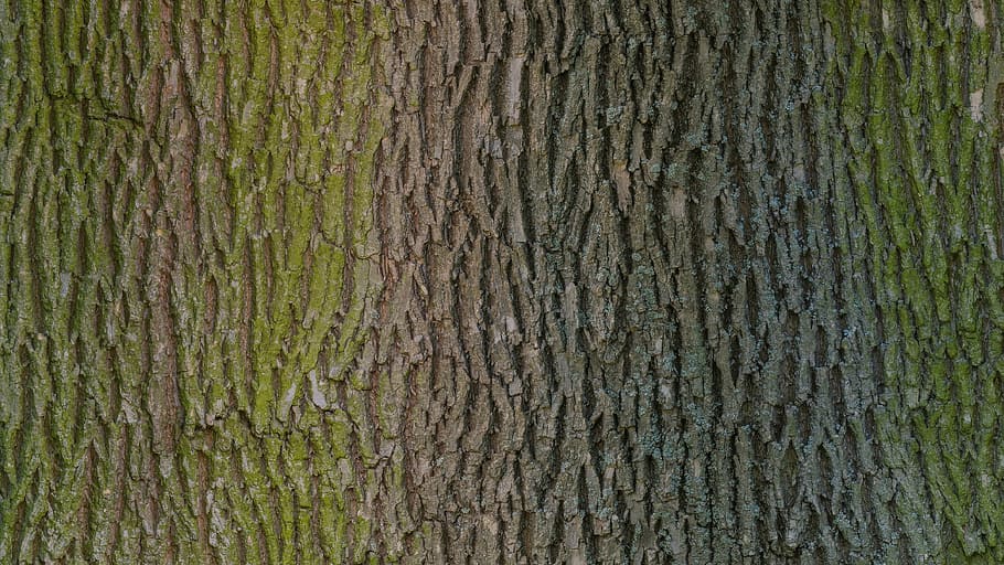close-up photography of tree bark, wood, texture, scan, photoscan HD wallpaper