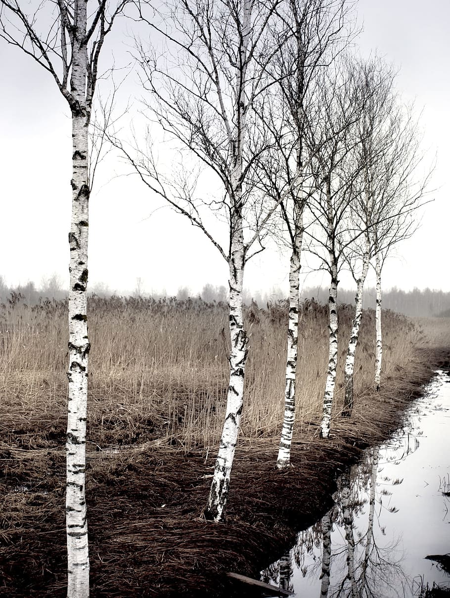 trees near body of water, birch, autumn, sky, nature, reed HD wallpaper