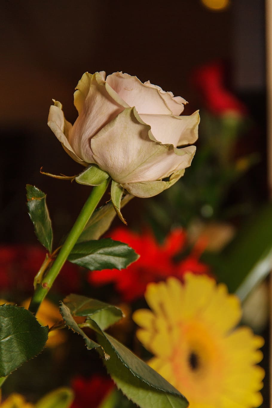 flower, rose, gerbera, flowering plant, beauty in nature, fragility HD wallpaper