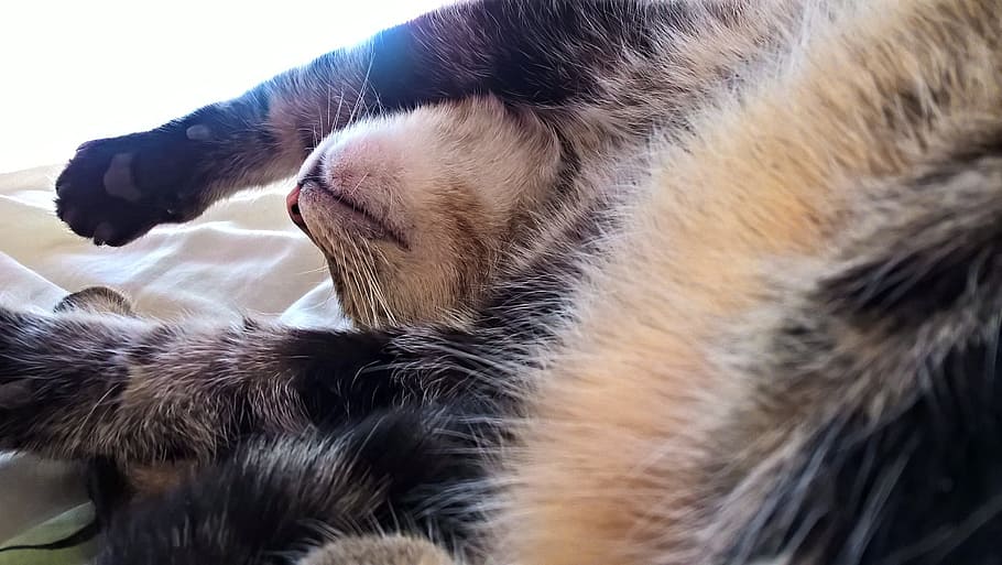 long-coated white and black animal, cat, paws, snuggle, nap HD wallpaper