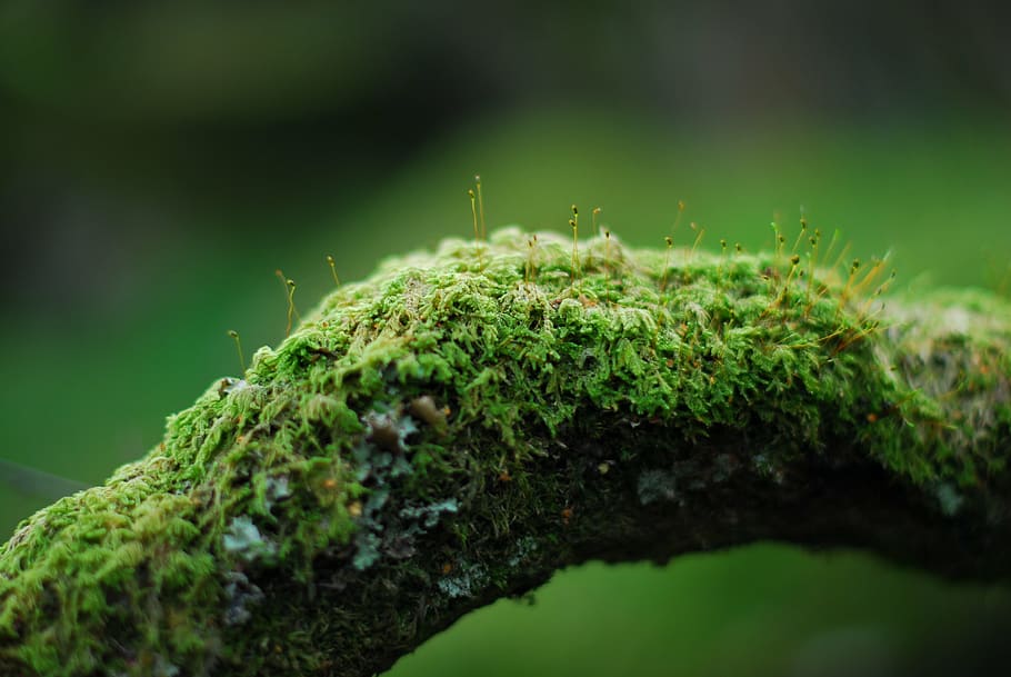 moss on brown log, branch, green, nature, forest, tree, plant HD wallpaper
