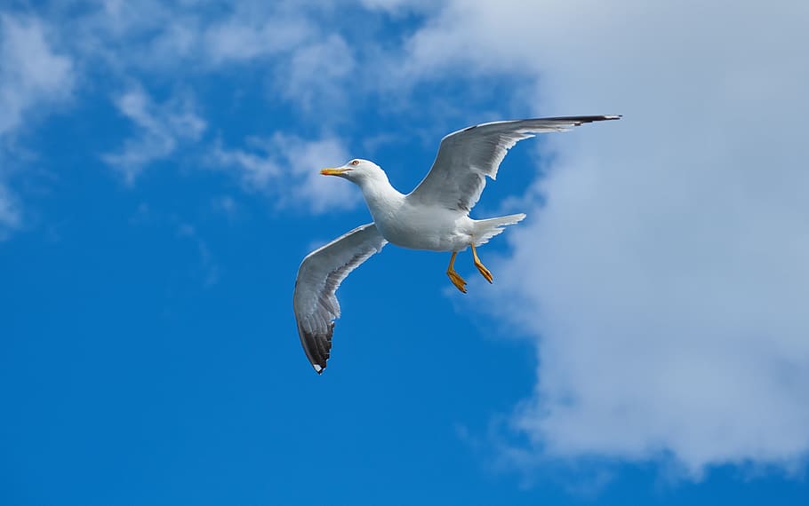 Seagull, Bird, Wing, Nature, blue, clouds, animal, sky, landscape, HD wallpaper
