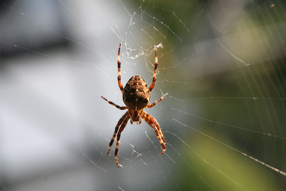 Spider, Network, Arachnid, Close, spider web, one animal, animal themes HD wallpaper