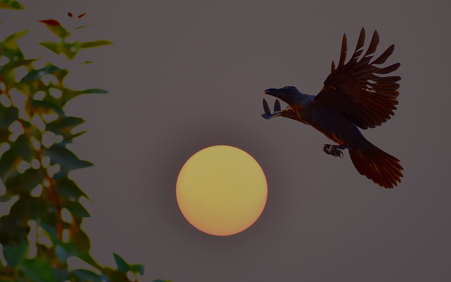 crow, flying, bird, sun, dusk, vertebrate, animal, no people HD wallpaper