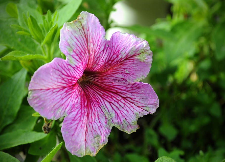 flower, spring, colors, nature, plant, flowering plant, beauty in nature HD wallpaper
