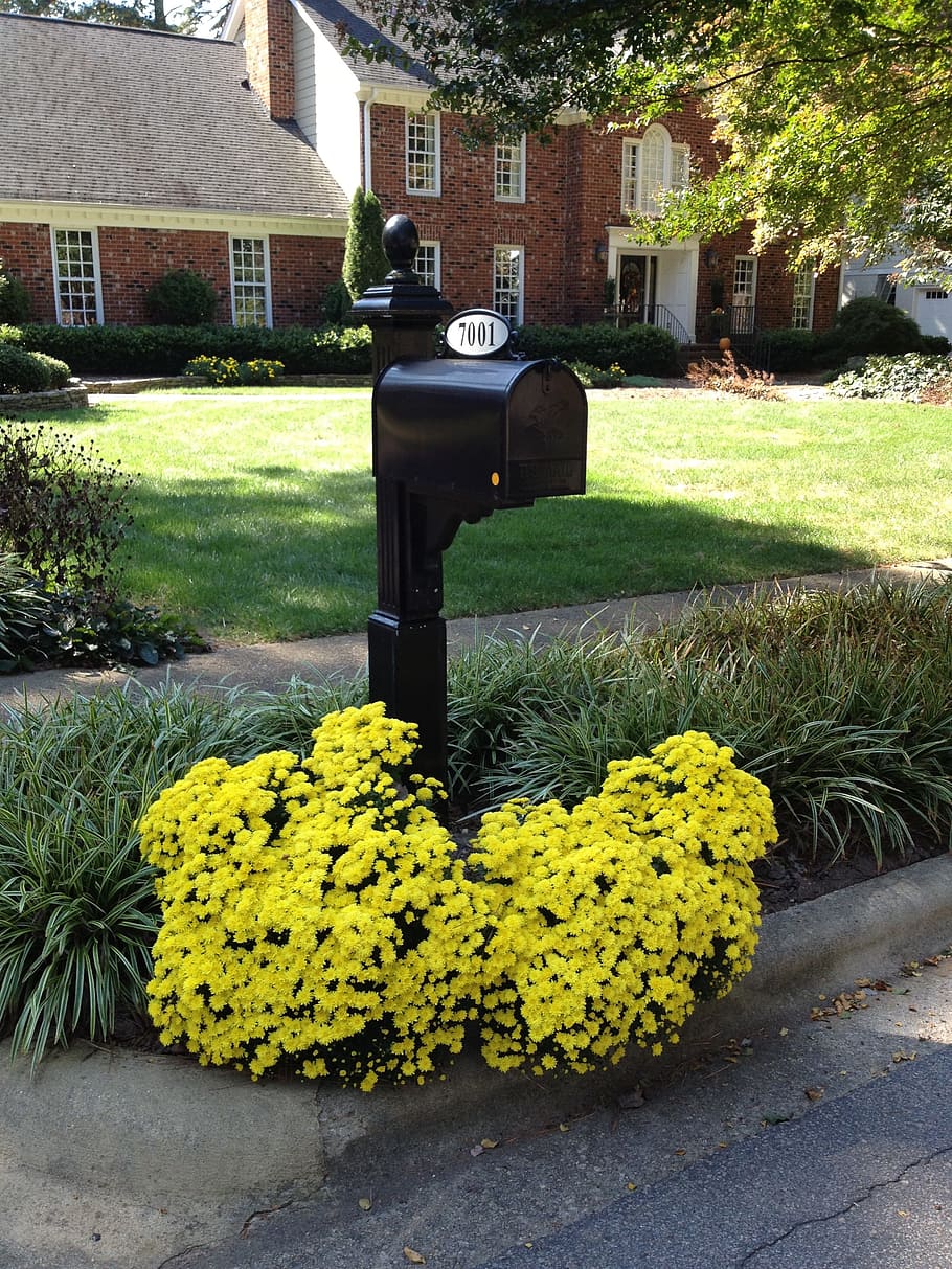 mums, fall flowers, mailbox, chrysanthemums, decorations, front
