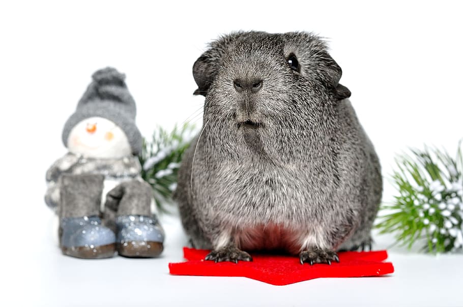 Silver, Rodents, Small, Animals, small animals, guinea pig HD wallpaper