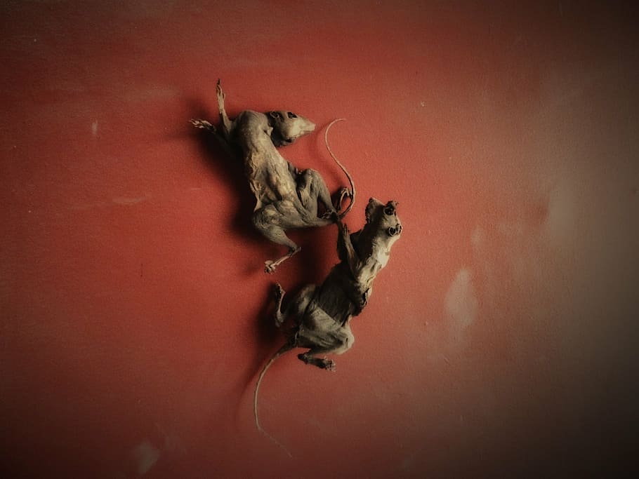 squirrels, mummified, dead, death, couple, animals, mammal HD wallpaper