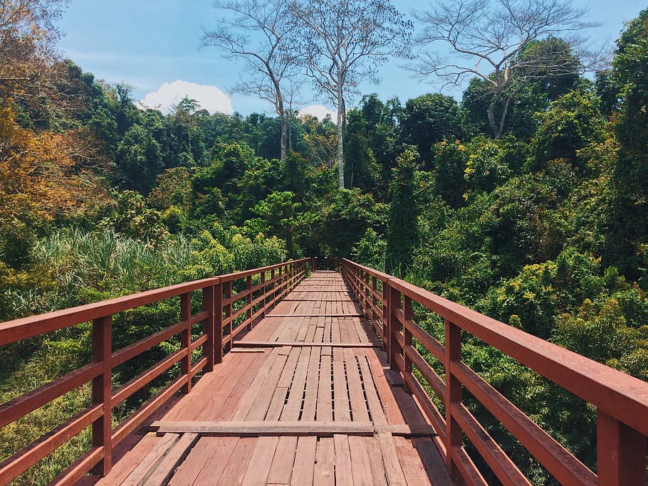 Red Bridge Through a Forest, clouds, daylight, environment, footbridge HD wallpaper