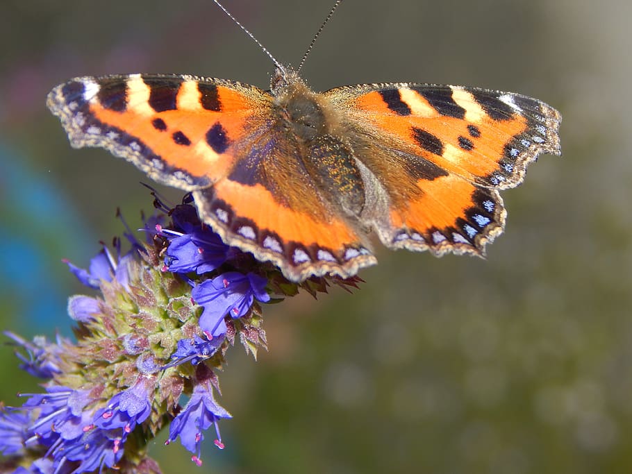 butterfly, insect, summer, invertebrate, one animal, animal themes HD wallpaper