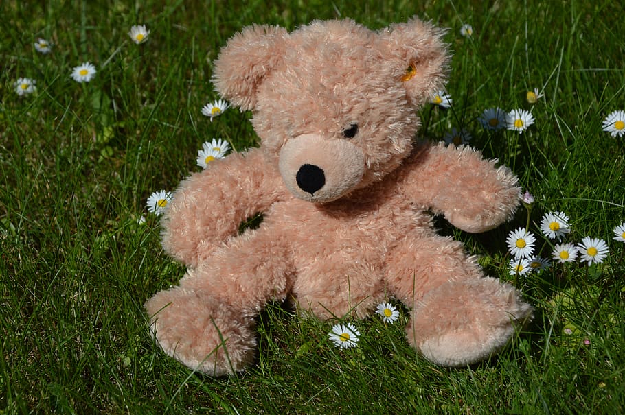 teddy, flower meadow, summer, stuffed toy, grass, plant, teddy bear HD wallpaper
