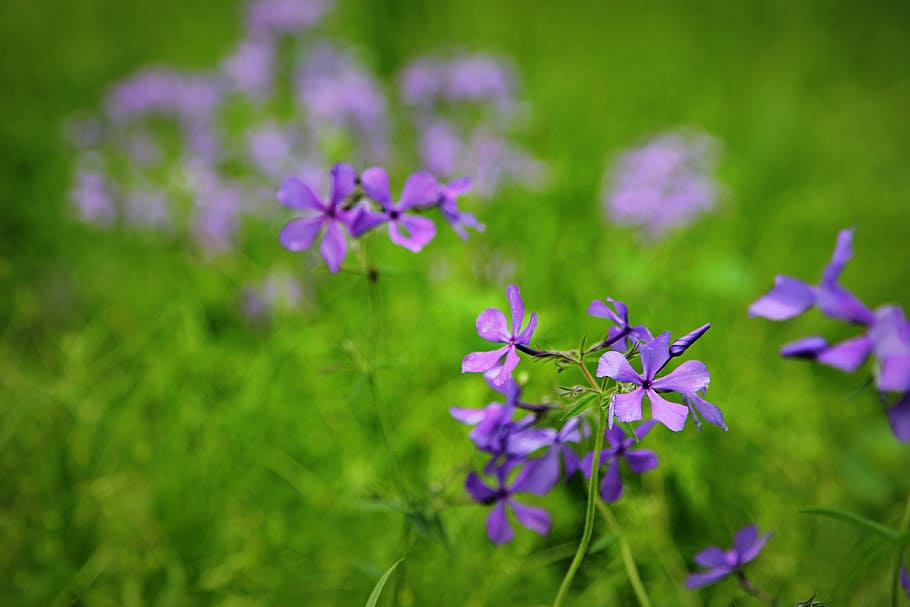 Spring Flowers, nature, floral, green, bloom, plant, blossom HD wallpaper