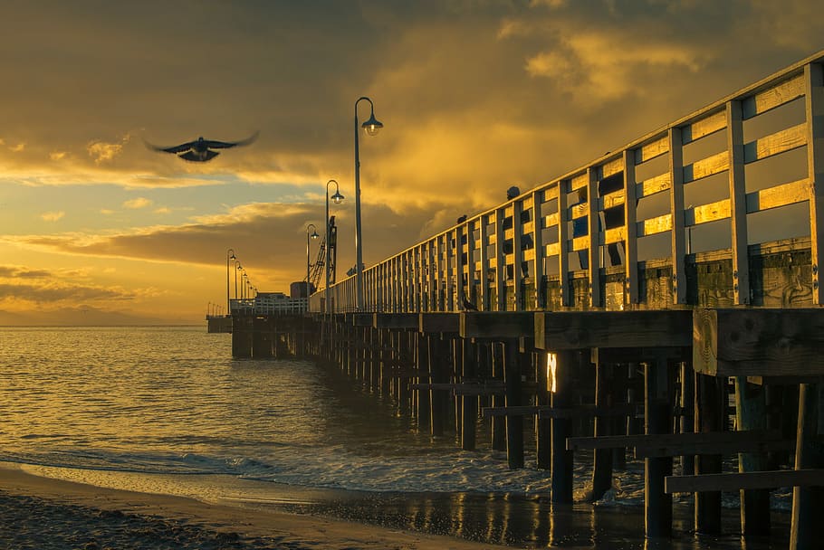 beach dock under golden hour, eagle soaring on top of bridge HD wallpaper