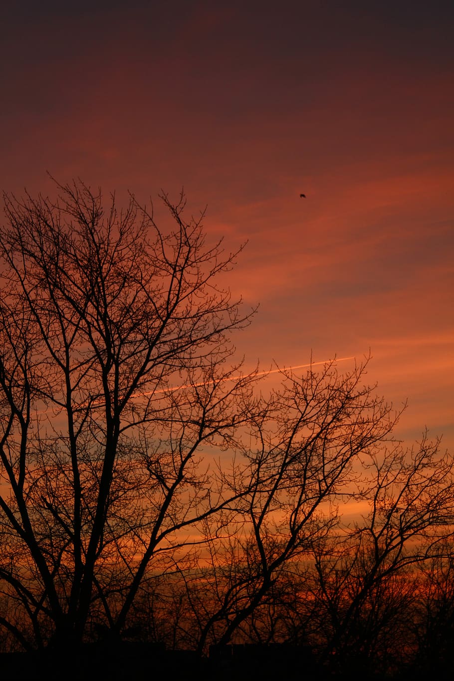 winter, branch, sky, sunset, cloud, trees, nature, forest, cold HD wallpaper