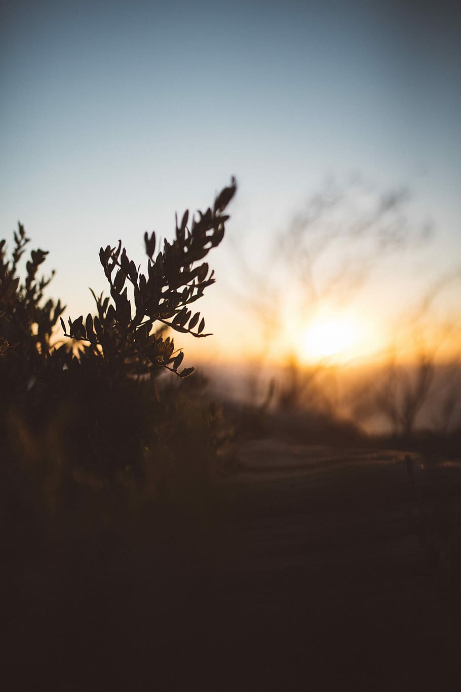 selective focus photography of green leaf plant, silhouette of plants HD wallpaper