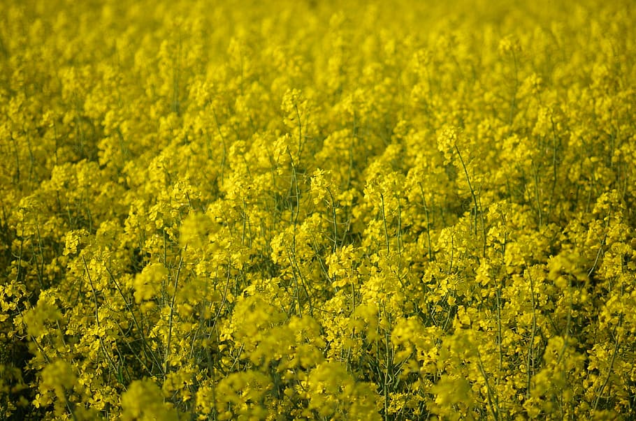 Colza, Rape, Field, Yellow, agriculture, oilseed rape, nature HD wallpaper