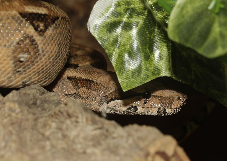 boa, snake, boa constrictor imperator, emperor snake, reptile, HD wallpaper