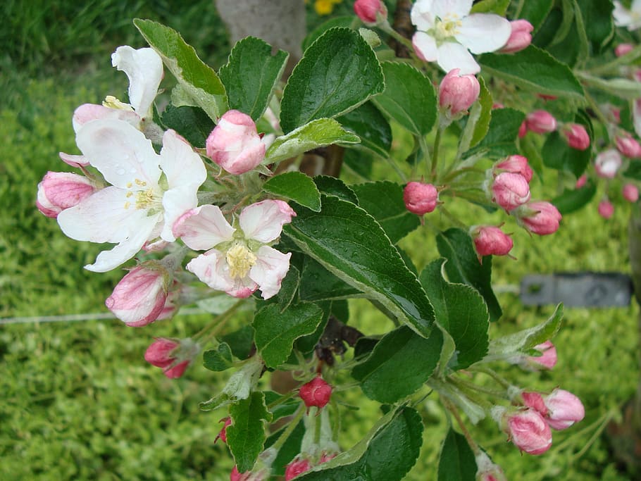 blossom, bloom, pear, pear blossom, inflorescence, fruit tree, HD wallpaper