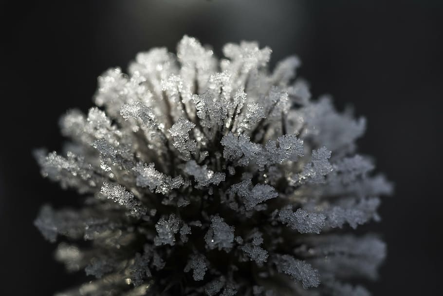 wintry, frost, cold, eiskristalle, nature, ice pattern, no people HD wallpaper