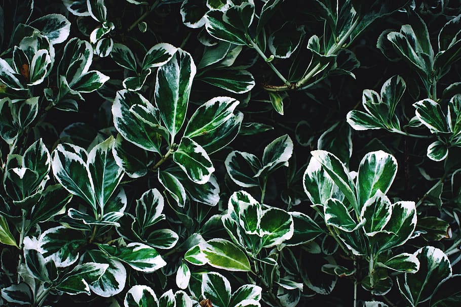 Green and White Leaves, abstract, beautiful, botanical, bright HD wallpaper