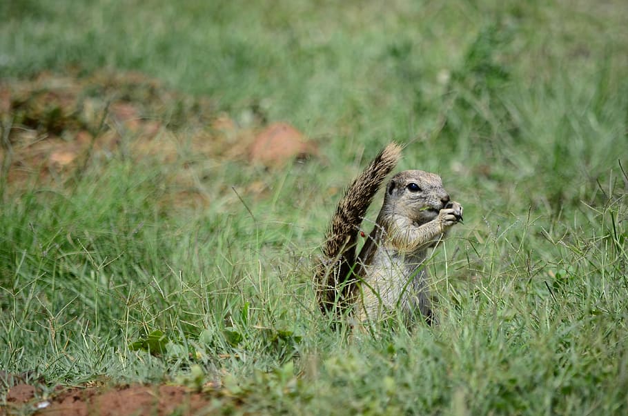 squirrel on green grass, cute, animal, holding, nuts, one animal HD wallpaper
