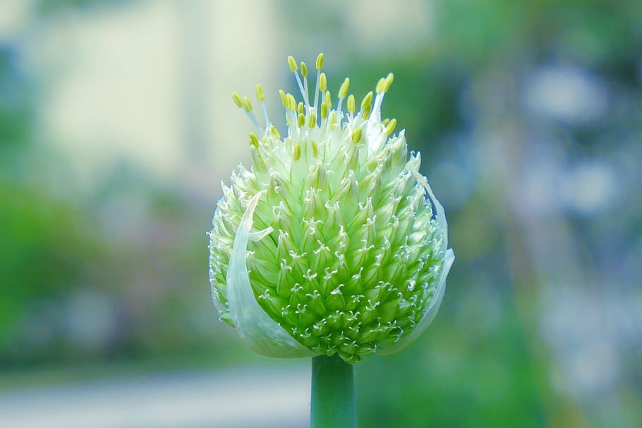 blossom, bloom, onion, close, green, flora, summer, flower HD wallpaper
