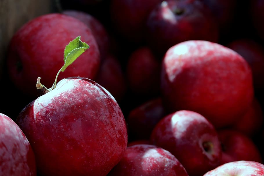 apples, red apples, fruit, healthy, juicy, organic, snack, crisp HD wallpaper