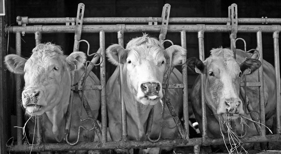 cows, three, three cows, hay, ruminant, animals, cattle, farm HD wallpaper