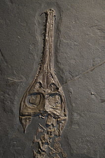 fossil, skull, head, skeleton, crocodile, hagbard, jurassic sea HD wallpaper
