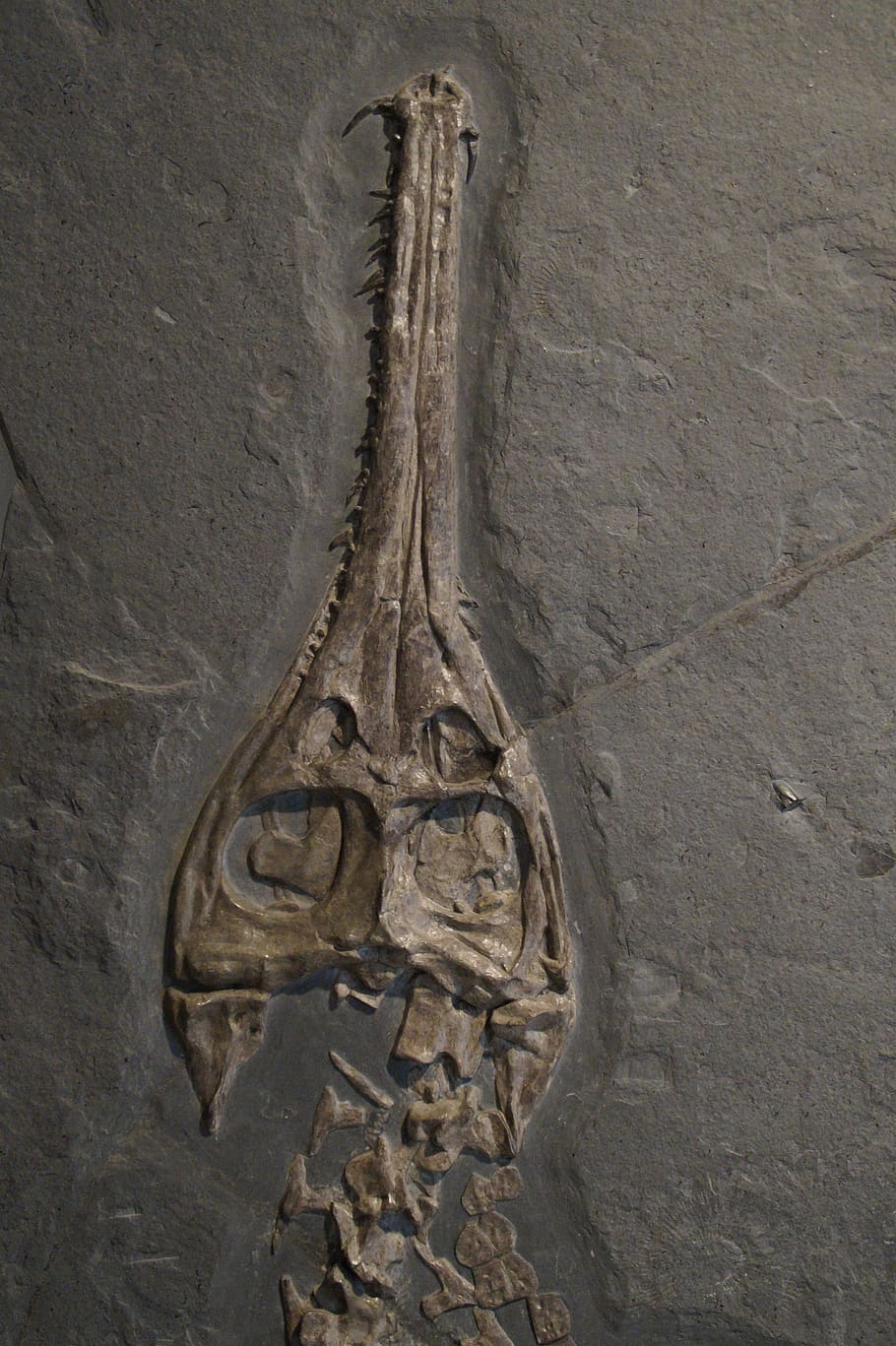 fossil, skull, head, skeleton, crocodile, hagbard, jurassic sea HD wallpaper