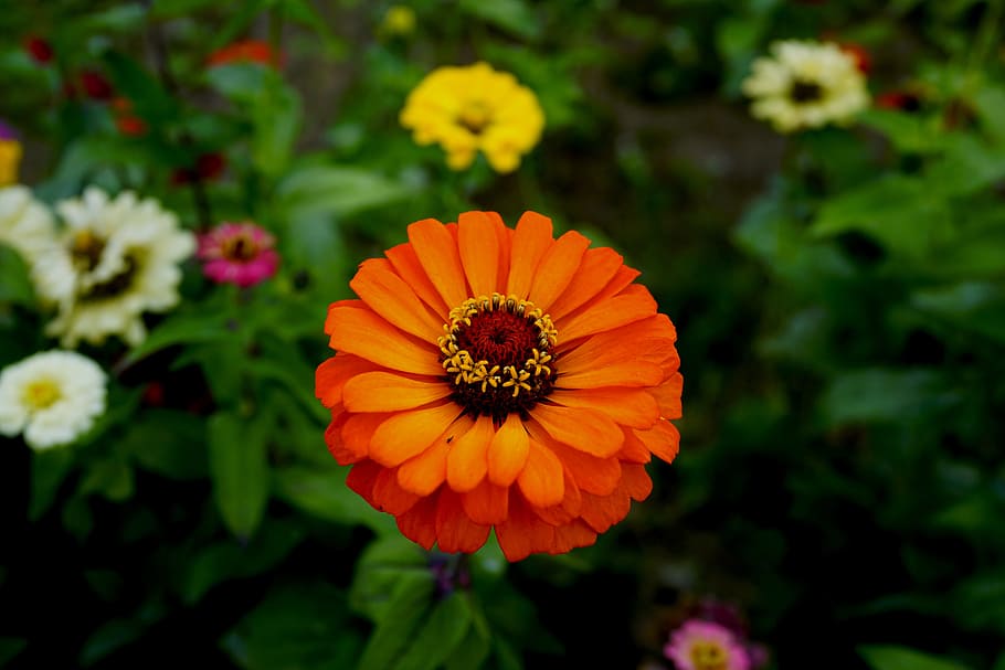 flowers, affix, orange, macro, purple, nature, flowering plant HD wallpaper