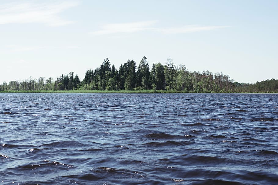 calm body of water, pine, trees, front, river, lake, forest HD wallpaper