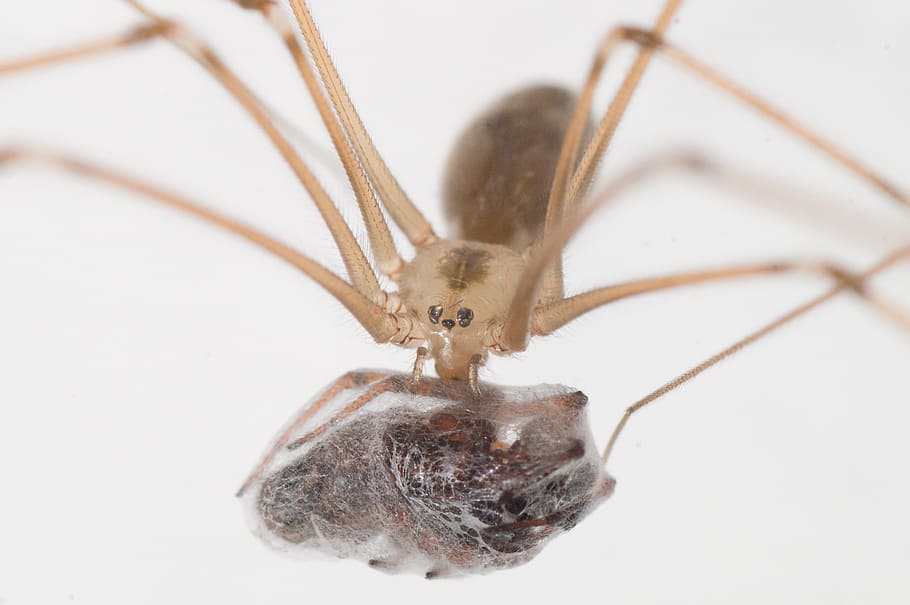 spider, the victim, hunter, animal themes, one animal, close-up HD wallpaper
