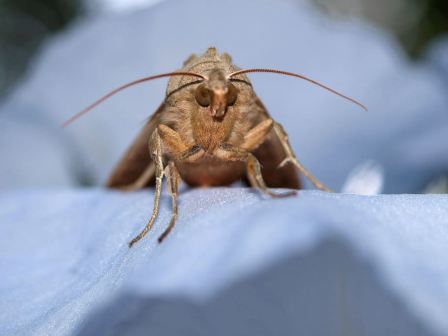 moth, insect, nature, animal themes, one animal, animal wildlife HD wallpaper