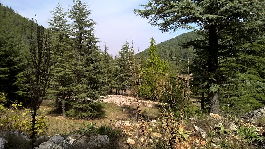 Pine, Tar, Tree, Forest, Bc, nature, landscape, scenics, outdoors HD wallpaper