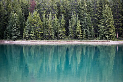 landscape photography of lake near pine trees, green pine trees near body of water at daytime HD wallpaper