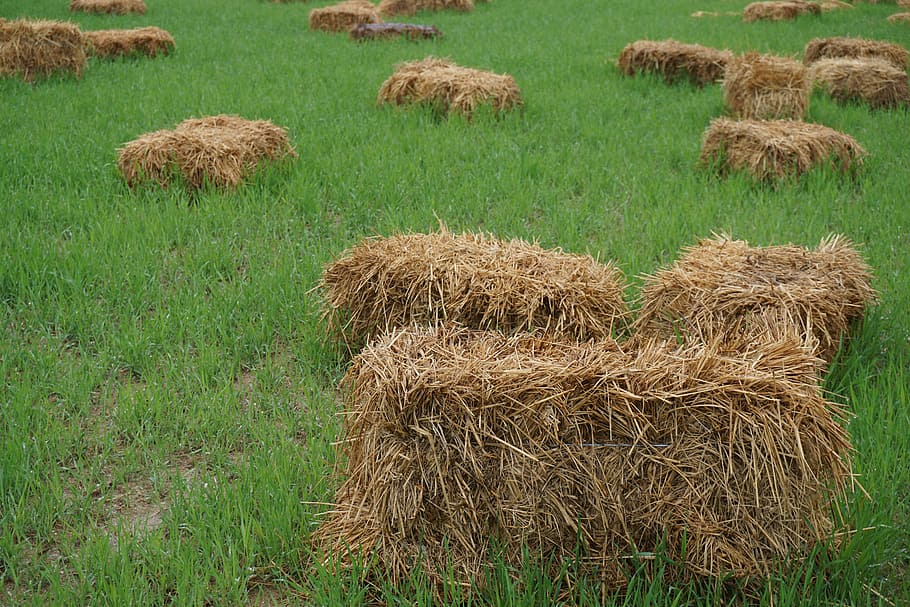 bud, spring, pool, plant, grass, field, land, hay, agriculture HD wallpaper