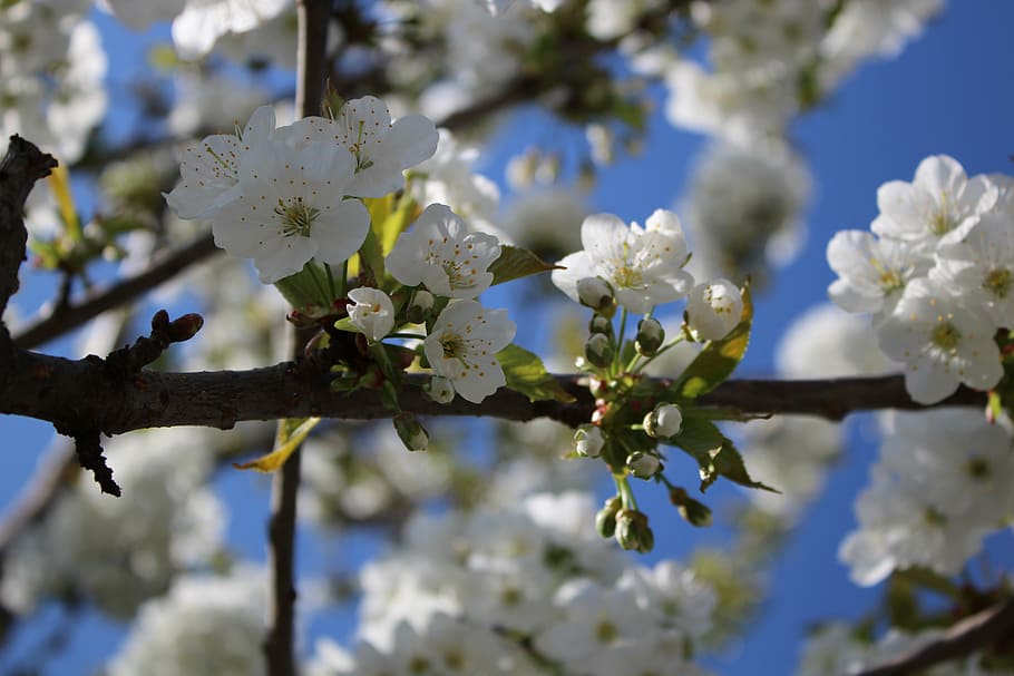 flowers, cherry, spring, bloom, tree, white flower, branch HD wallpaper
